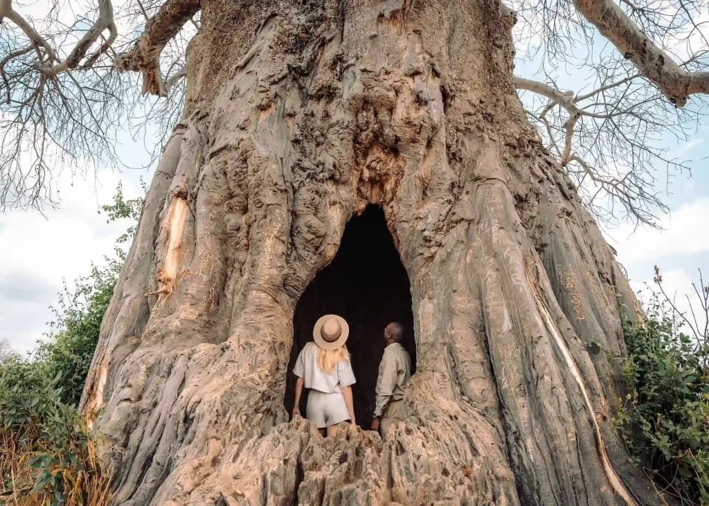 Baobab Tree Pallimunai-image