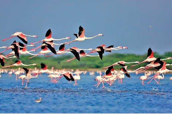Mannar Bird Sanctuary-image