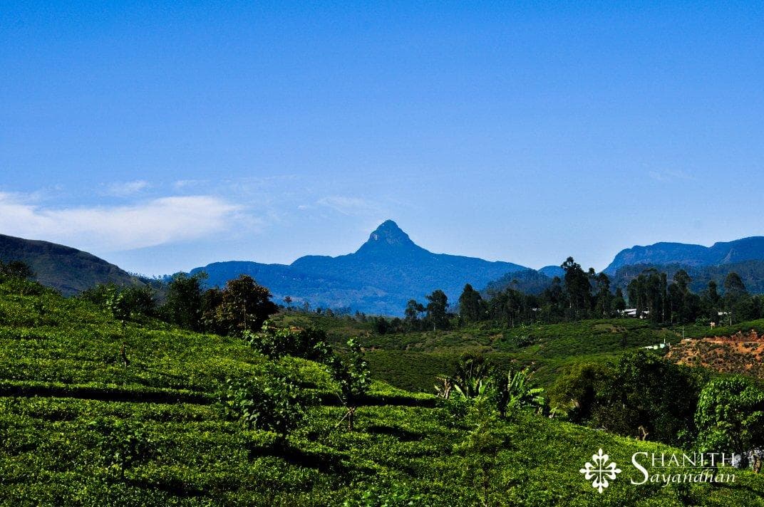 Tea Plantations on Descent-image