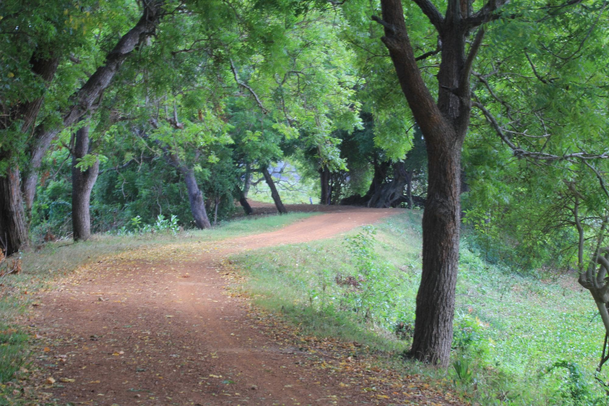Anawilundawa Wetland Sanctuary-image