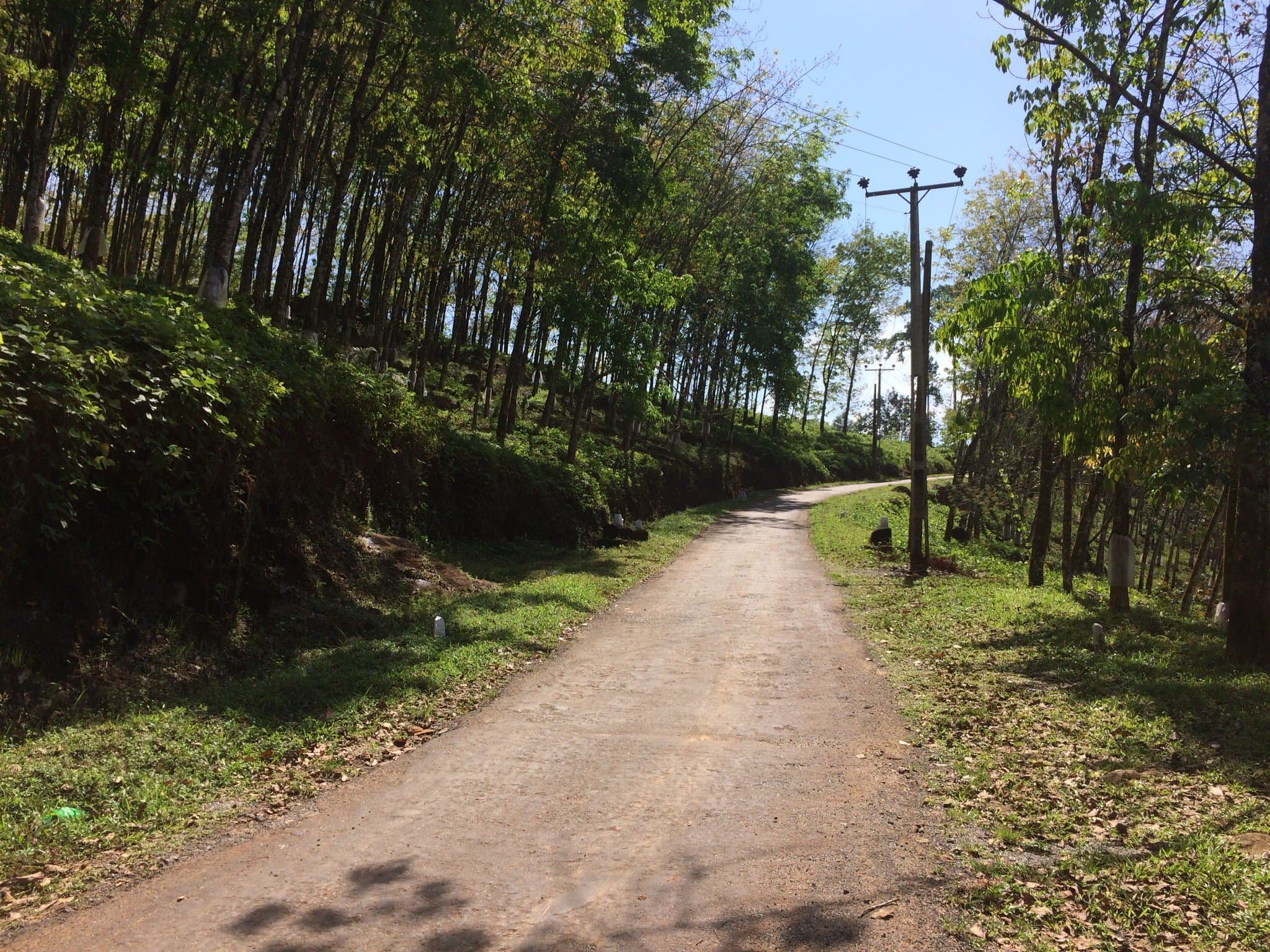 Lush Jungle Setting-image