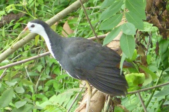 Avian Paradise (Over 100 Bird Species)-image