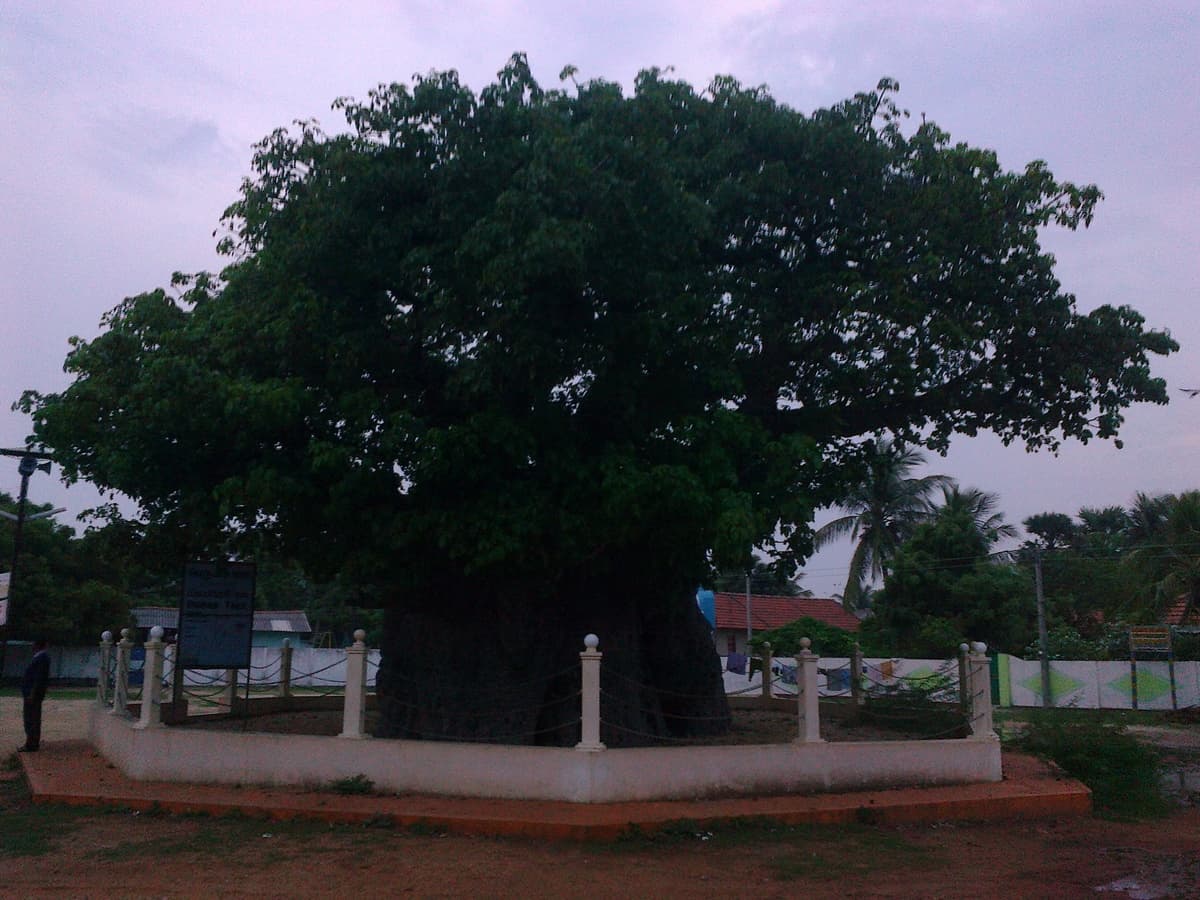 Planted by Arab Traders-image