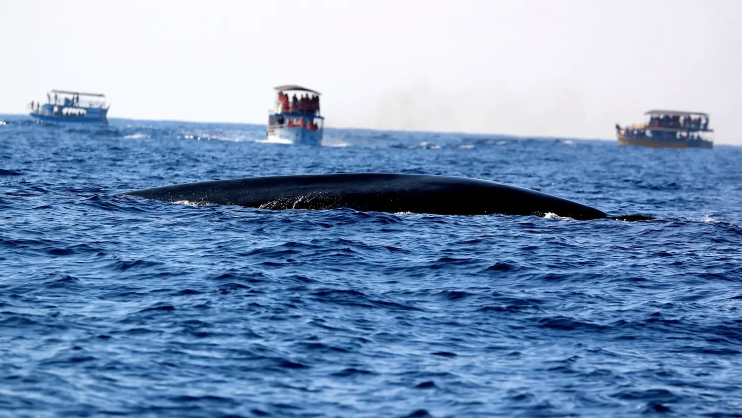 Sri Lanka Navy Whale Watching bg image