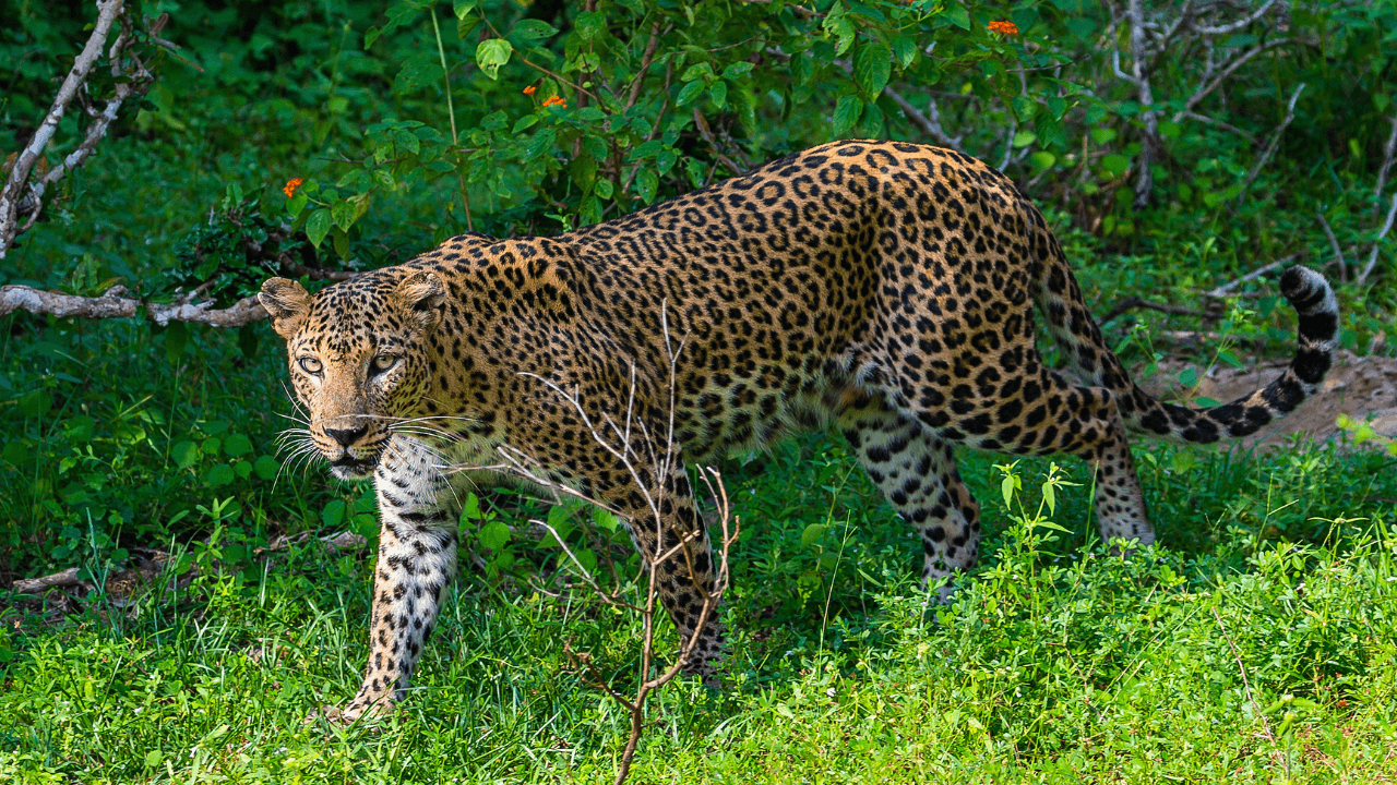 Yala National Park-image