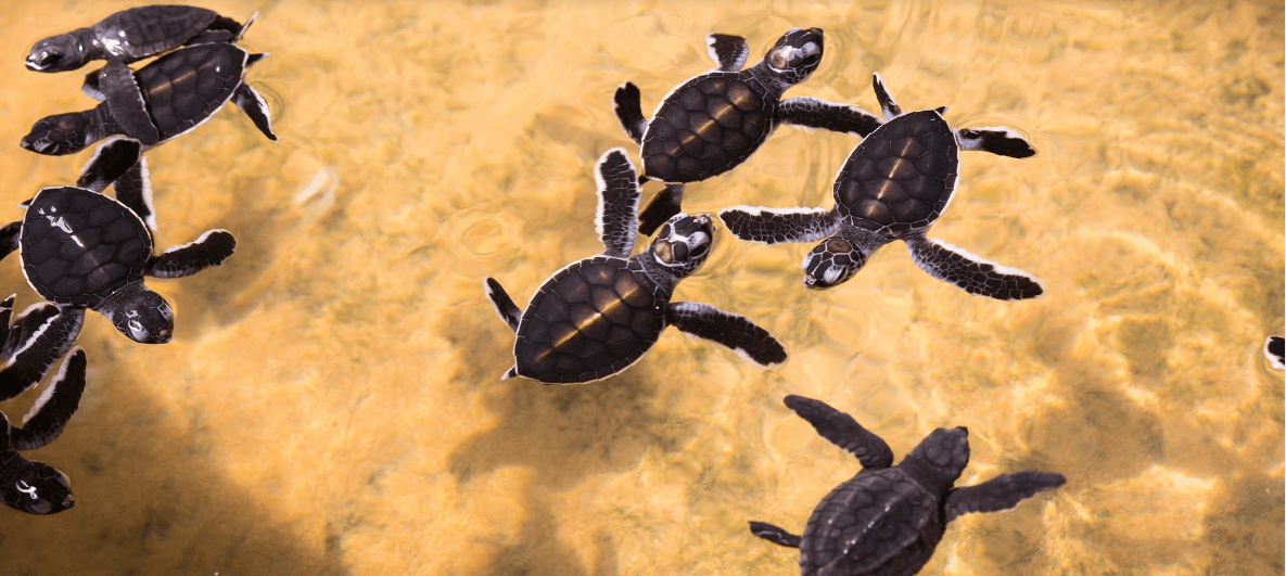 Rekawa Turtle Watch-image