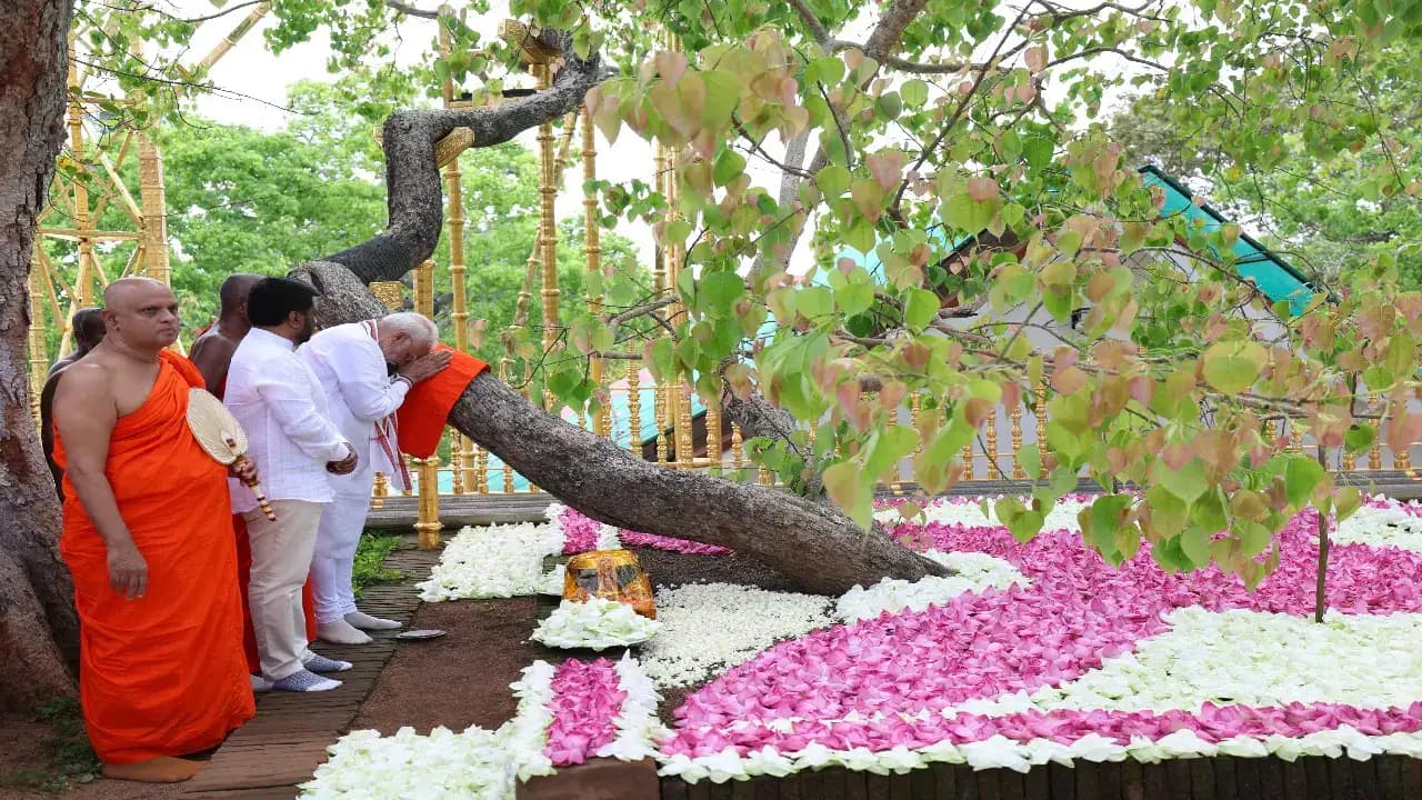 Sri Maha Bodhi-image