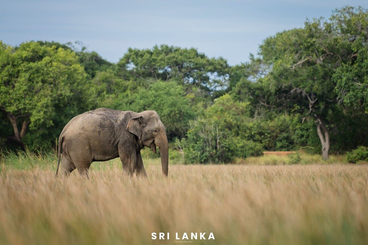 Elephant Herds-image