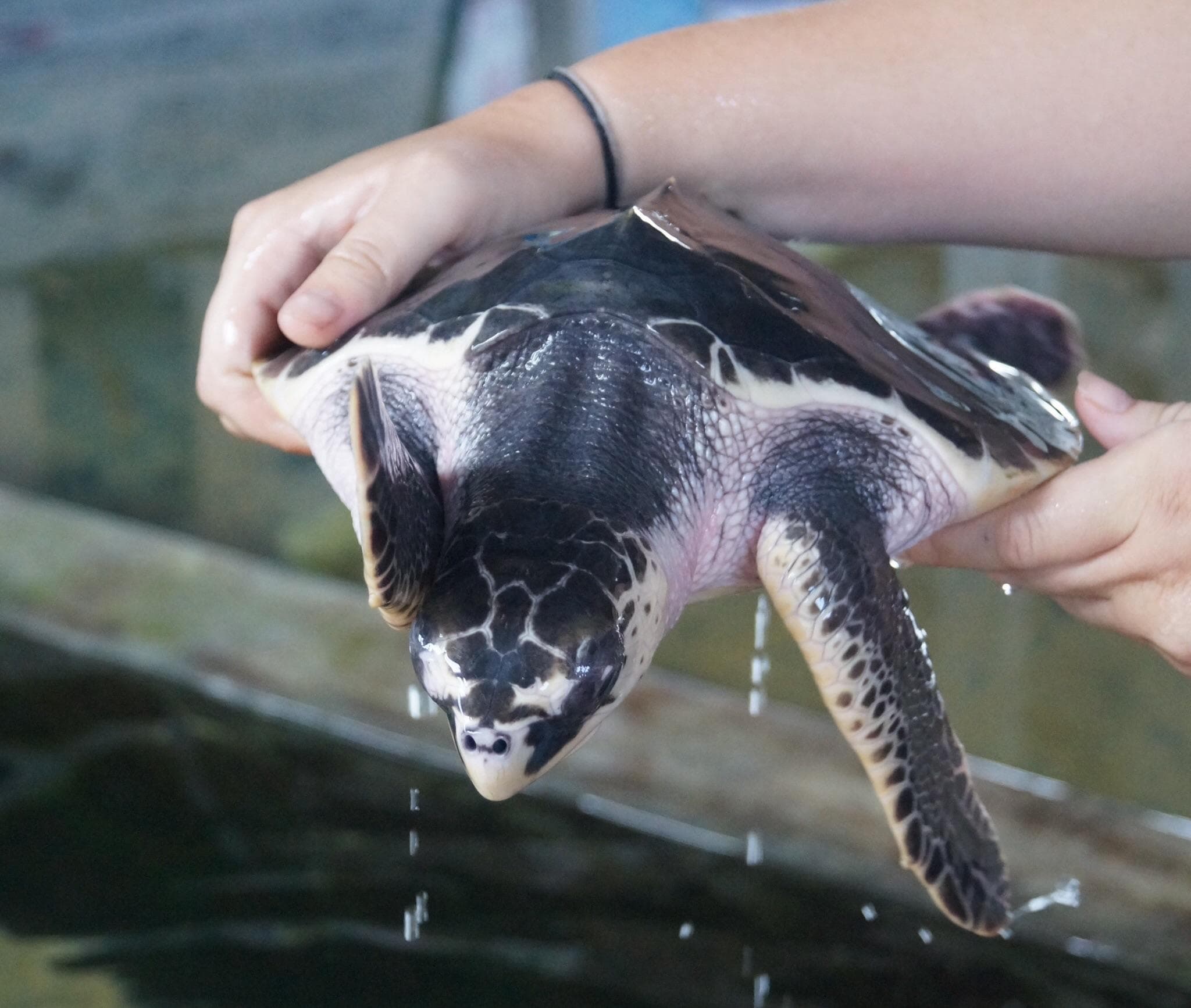 Turtle Hatchery Hikkaduwa bg image