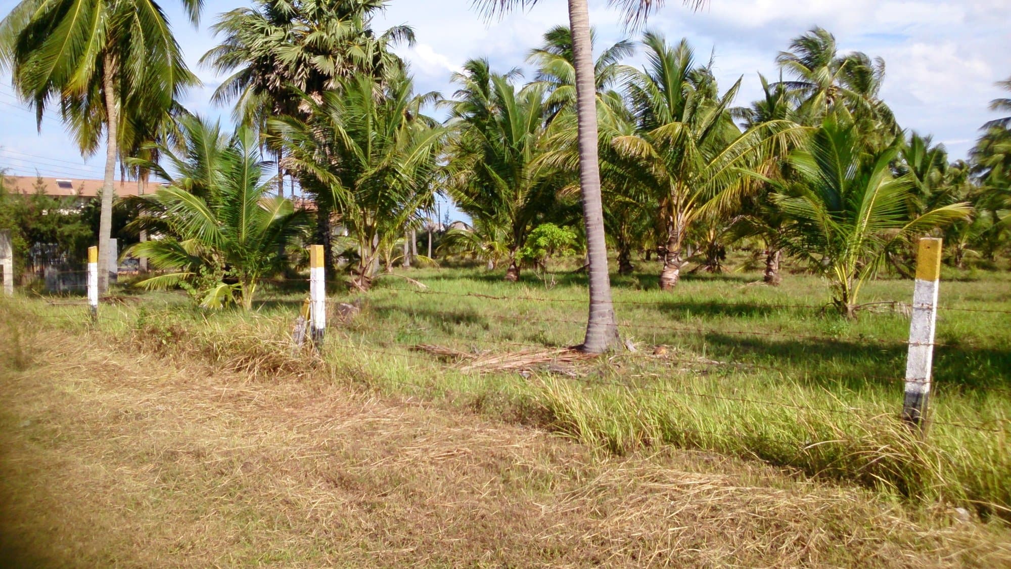 Coconut Cultural Park bg image