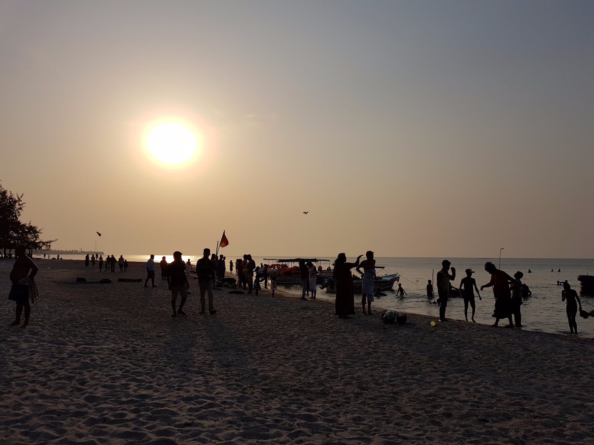 Casuarina Trees-image