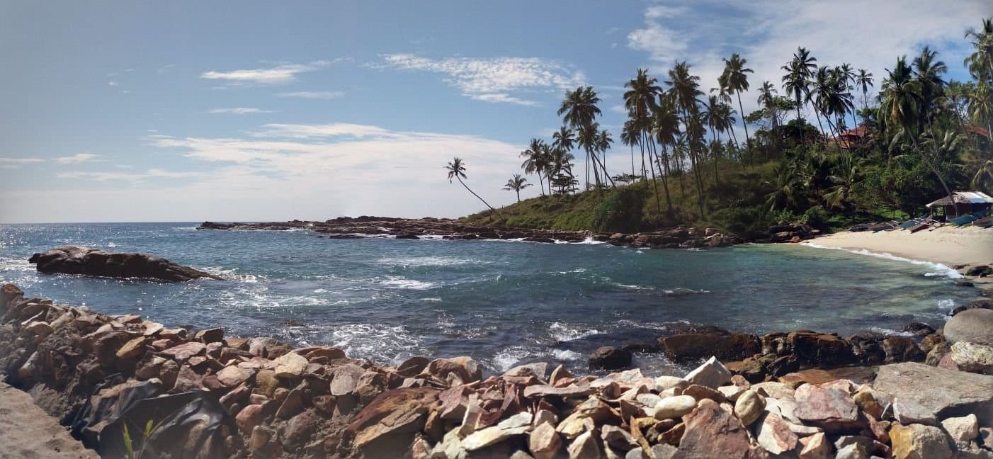 Palm Tree Shade-image