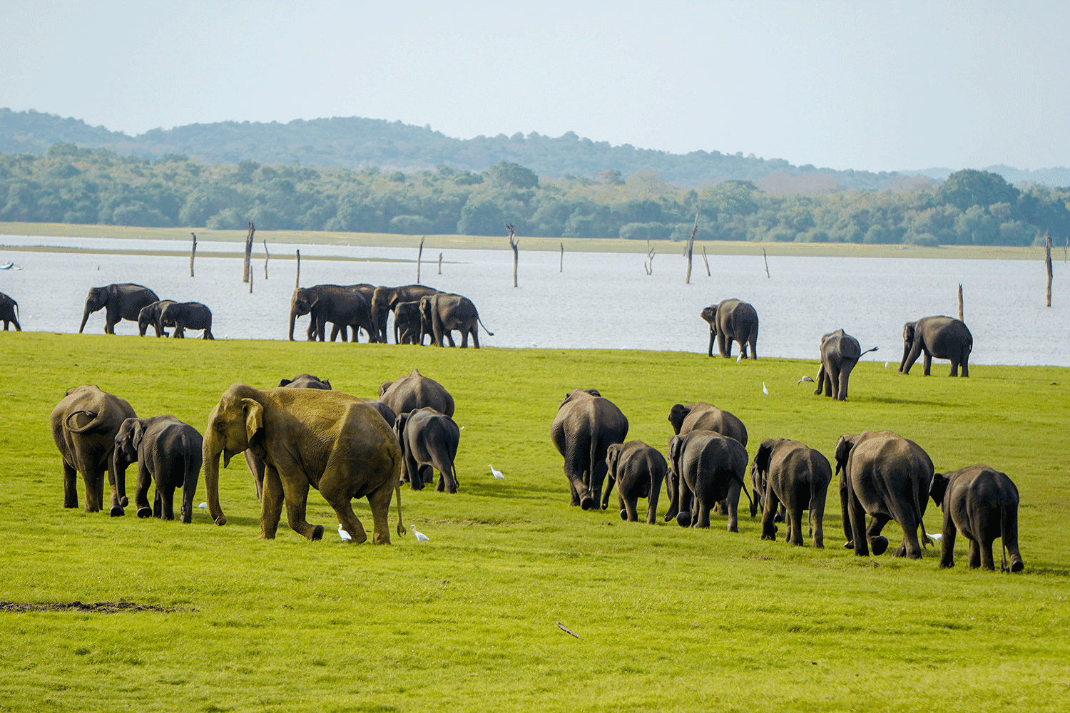 Minneriya National Park-image