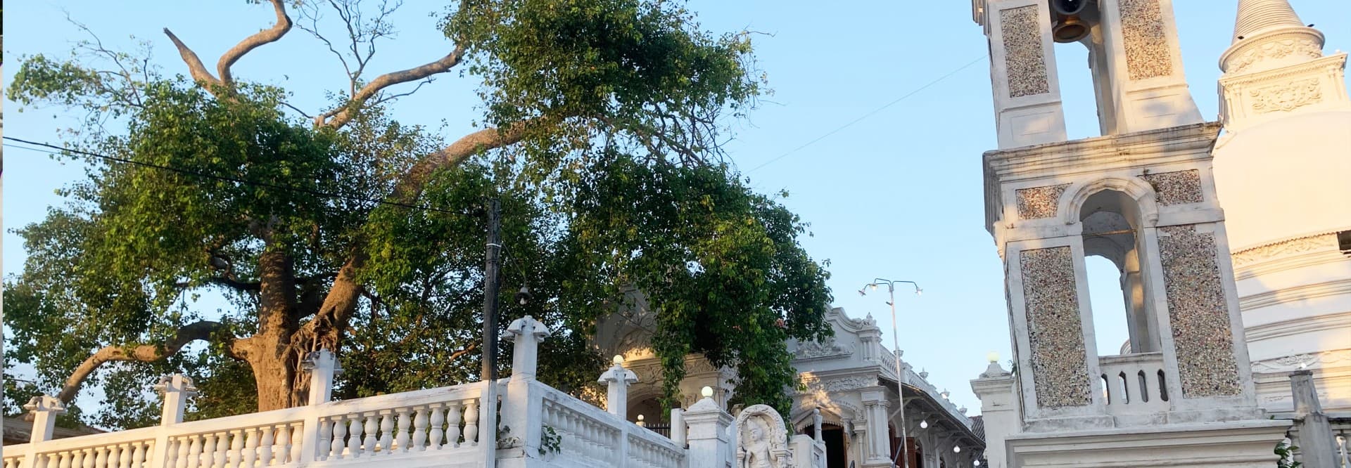 Sacred Bodhi Tree-image
