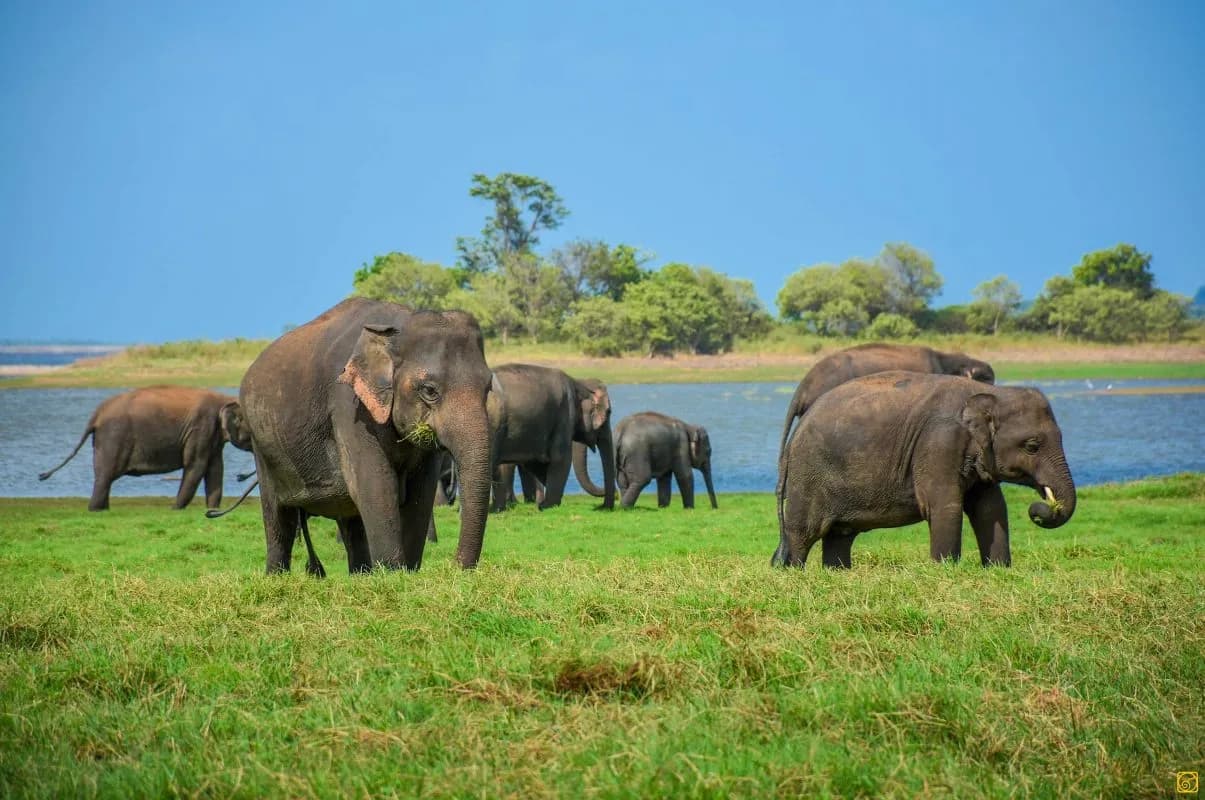 Wilpattu National Park-image