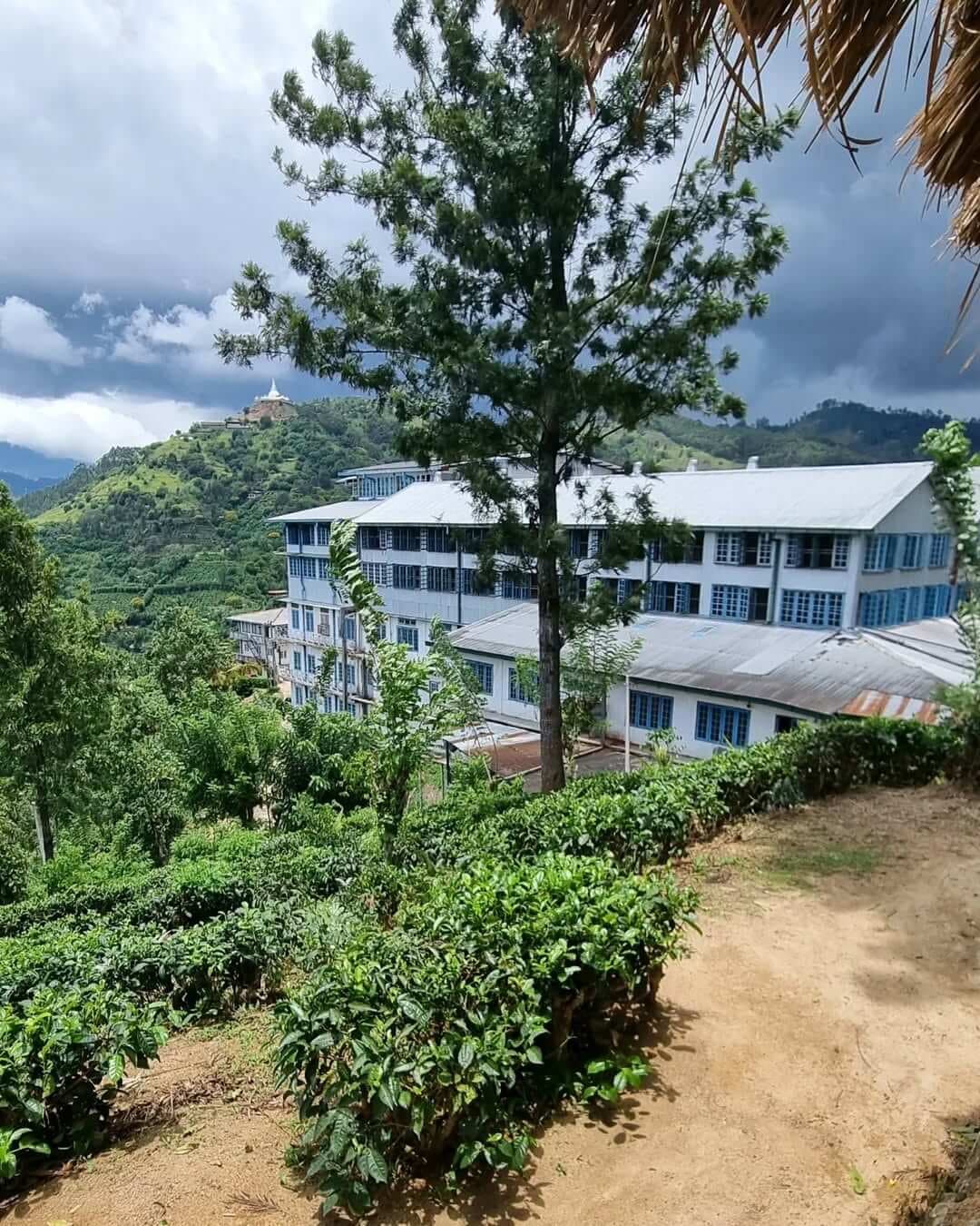 Uva Halpewatte Tea Factory-image