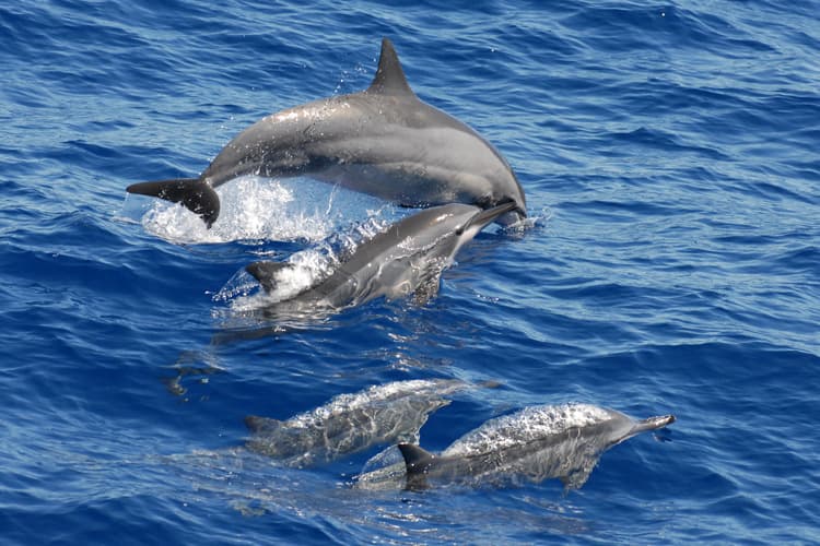 Spinner Dolphins-image
