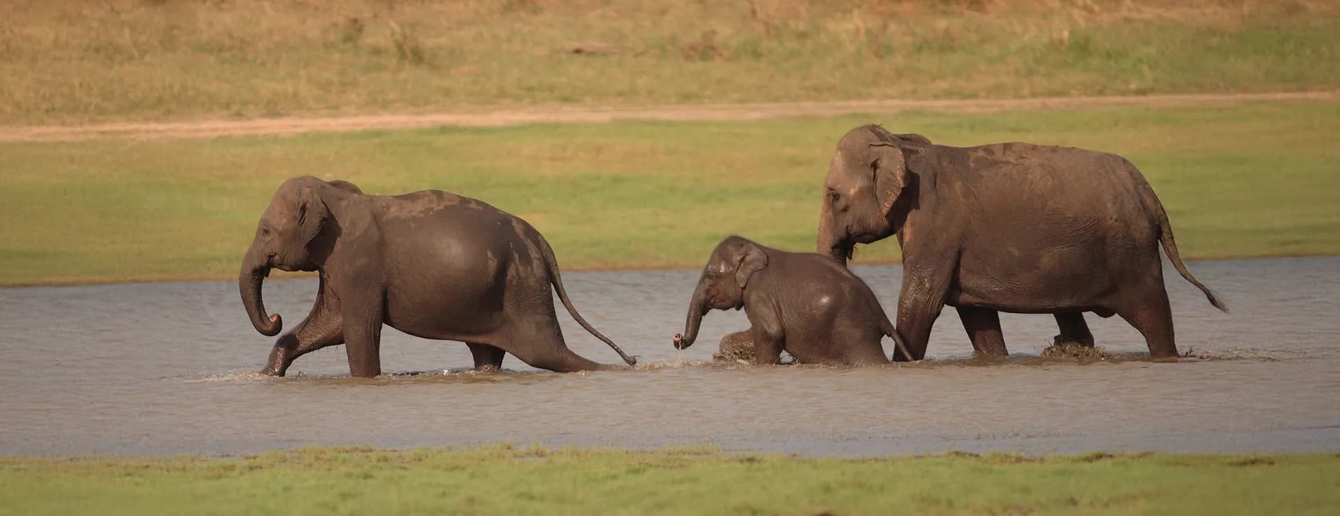 Lahugala Kitulana National Park-image