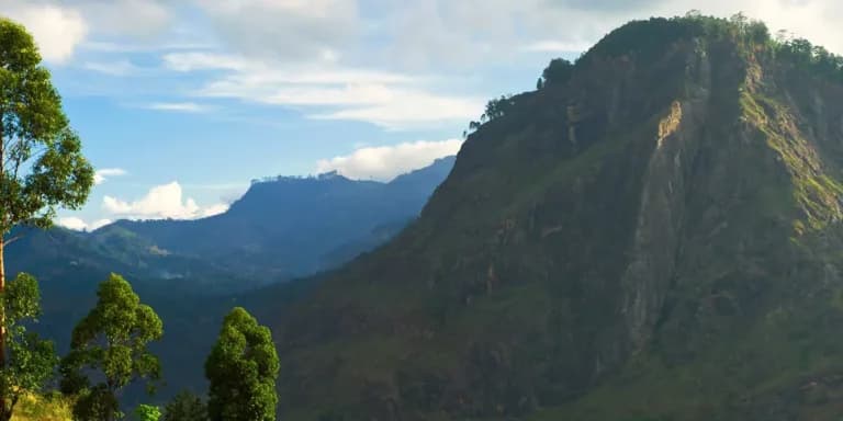 Eucalyptus Forest Trails-image