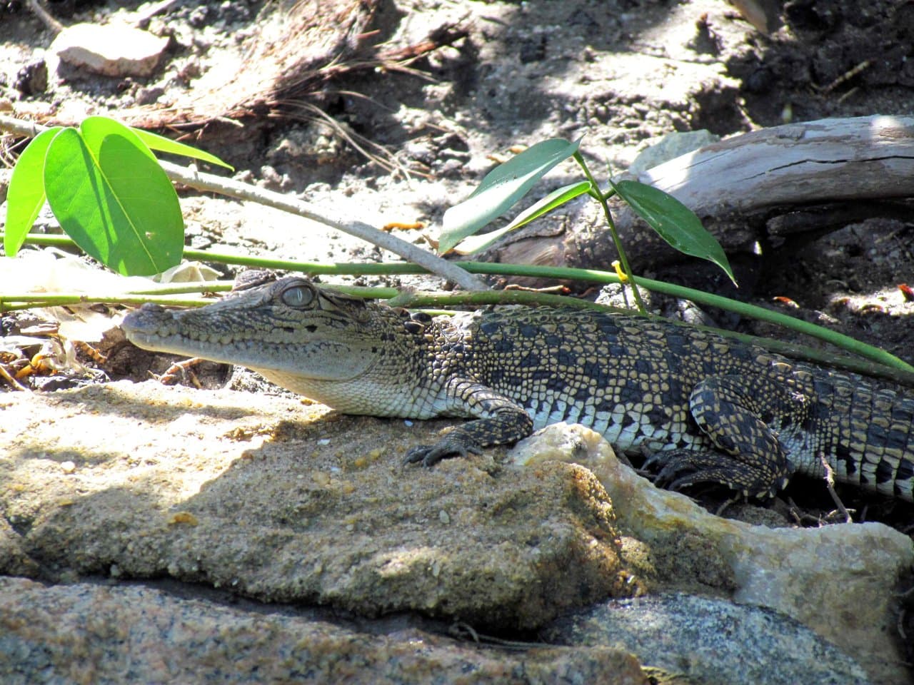 Aquatic Life (Crocodiles, Fish, & Others)-image
