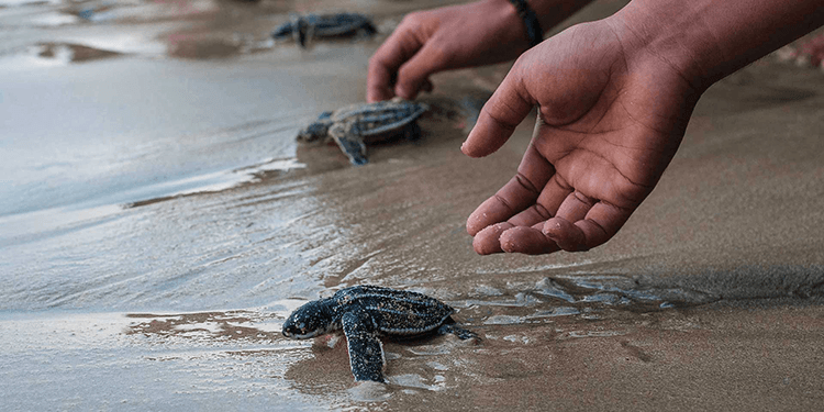 Baby Turtle Release-image