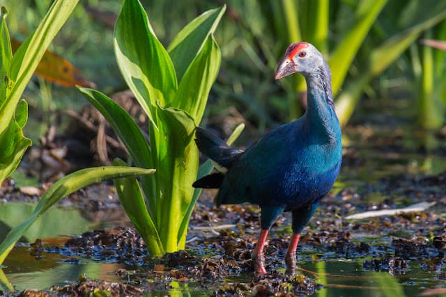 Thalagathugoda Biodiversity Park-image