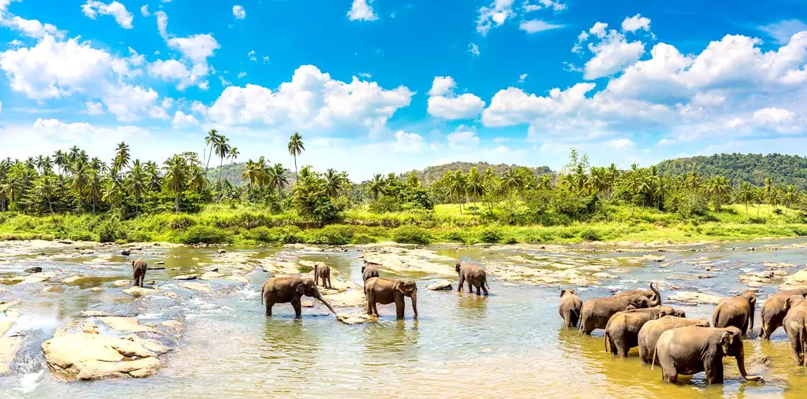 Wildlife Spotting-image