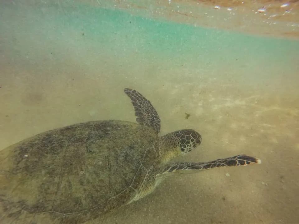 Swim with Sea Turtles-image