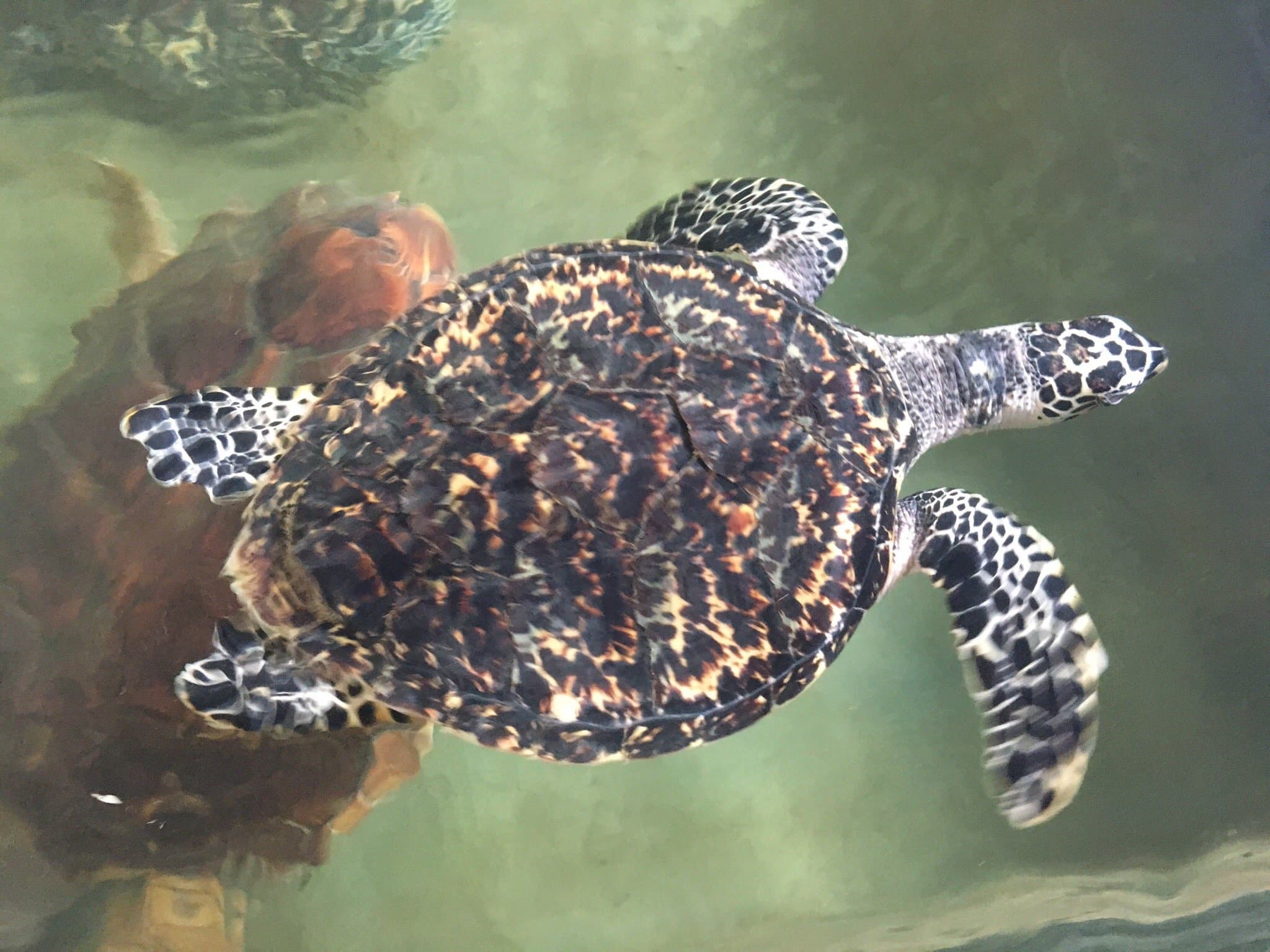 Victor Hasselblad Sea Turtle Center-image