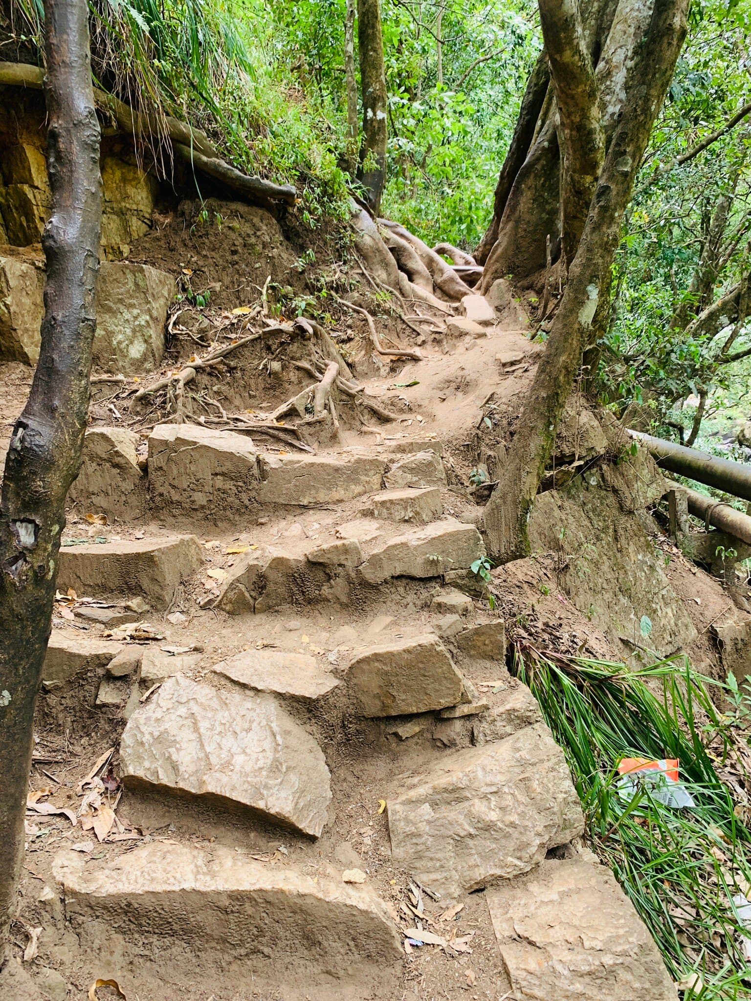 Scenic Jungle Trek-image