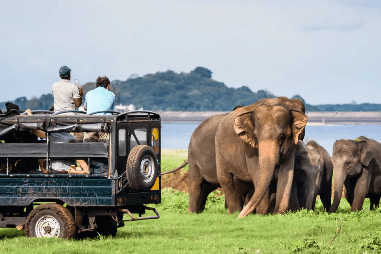 Minneriya National Park-image