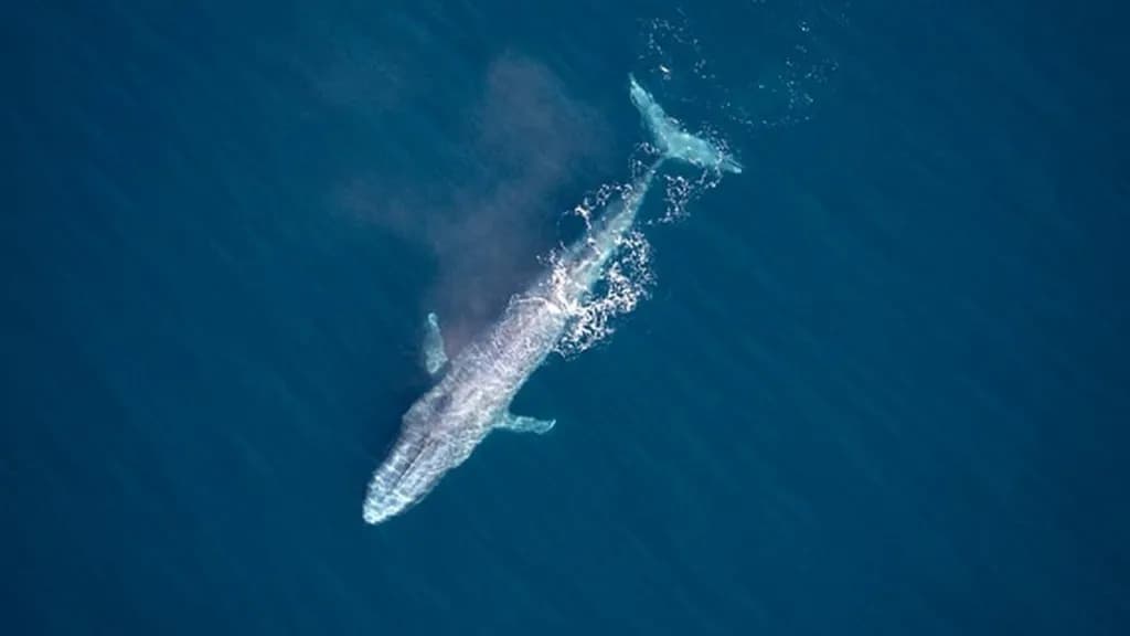 Blue Whale Sightings-image