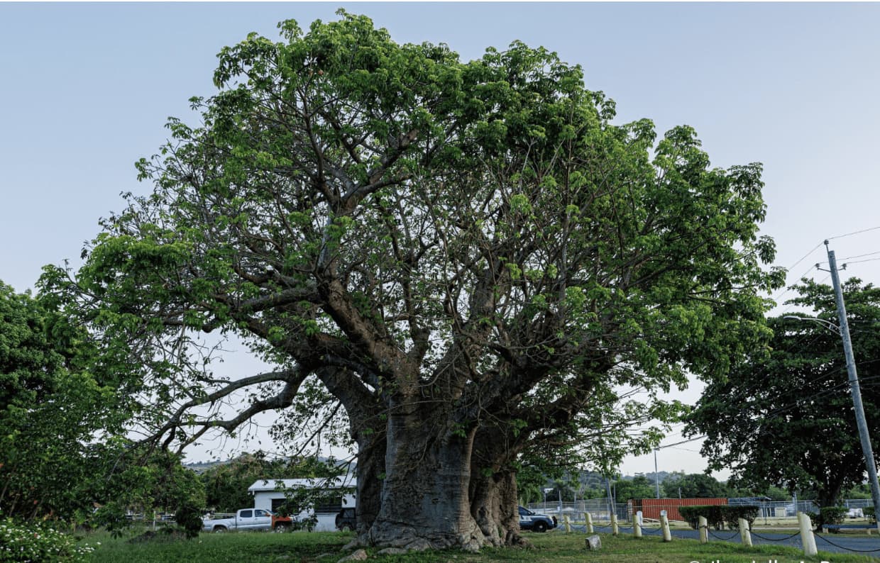 19.5m Circumference-image