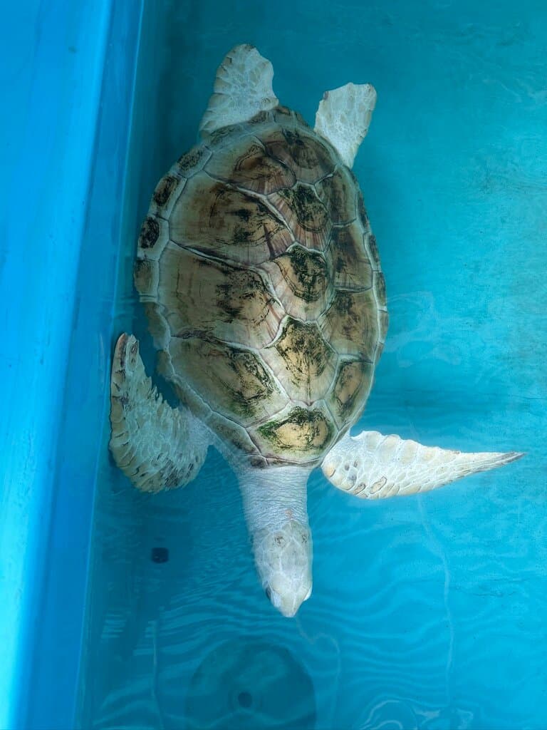 Albino Turtles-image
