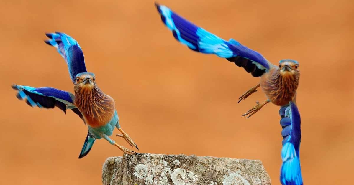 Birdwatching Opportunities-image