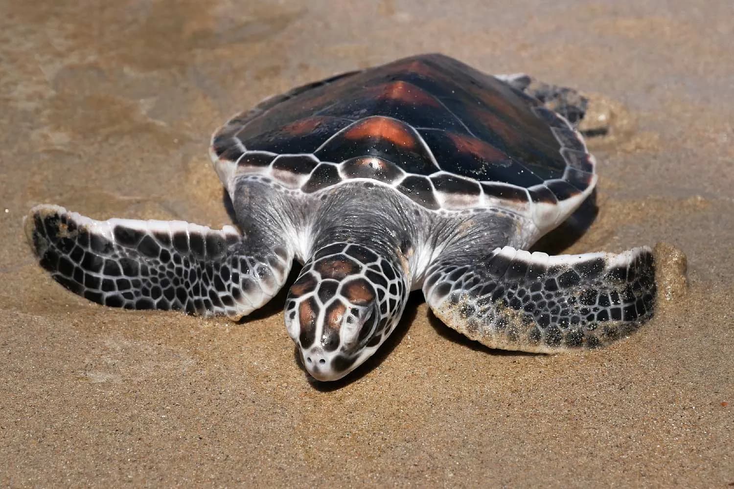 Turtle Conservation Center-image