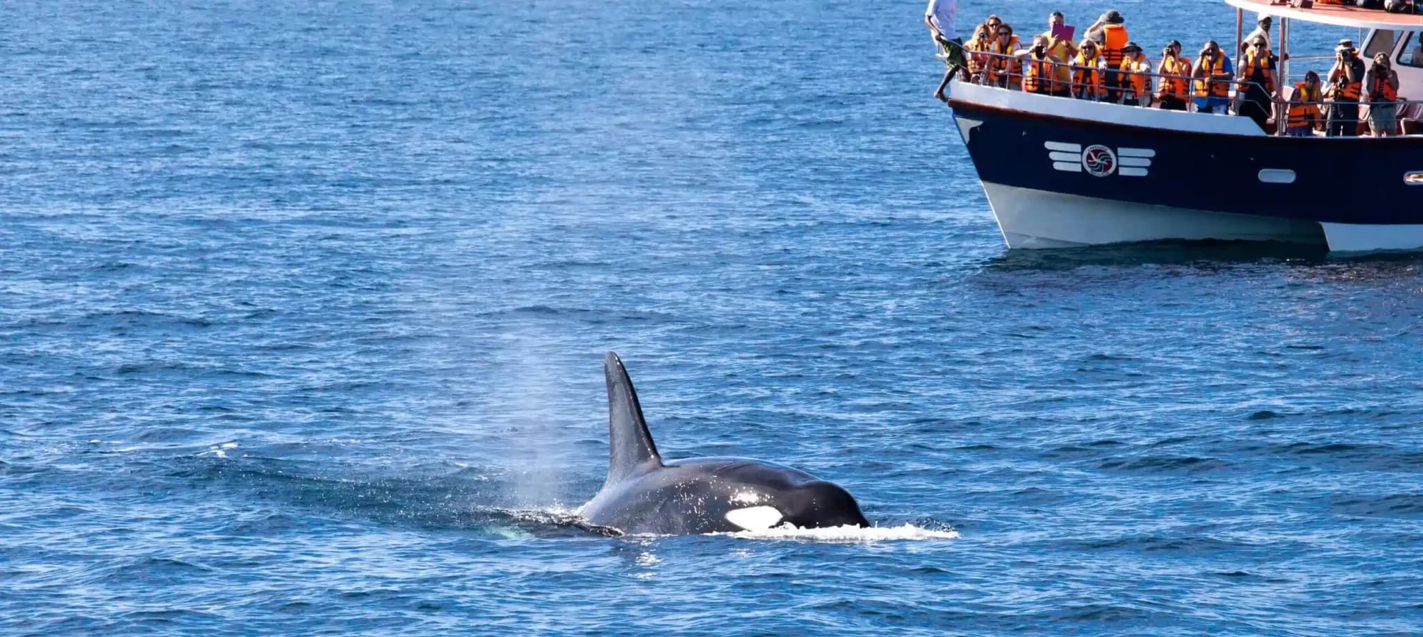 Whale Watching Mirissa bg image