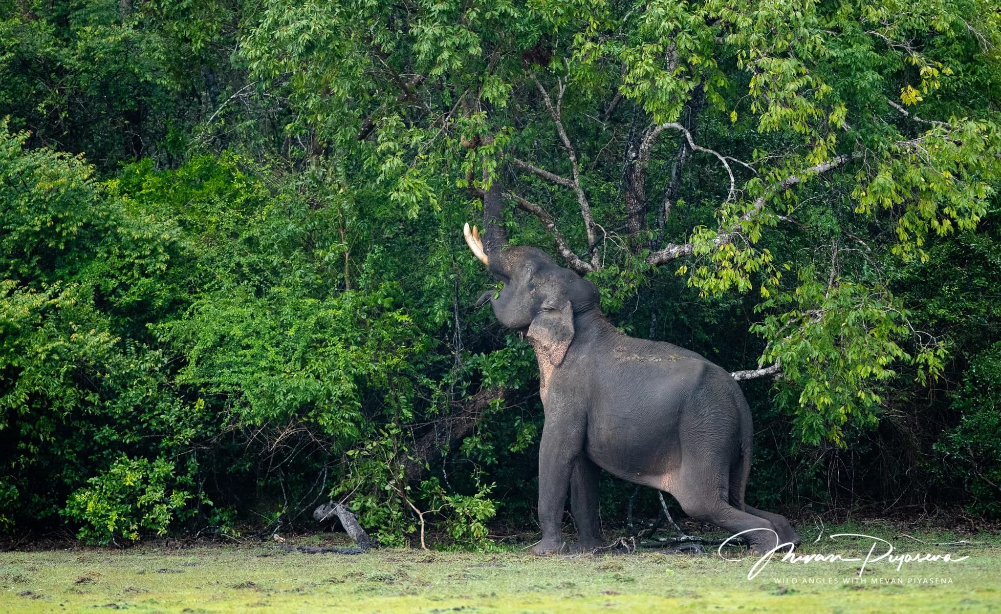 Kumana National Park-image