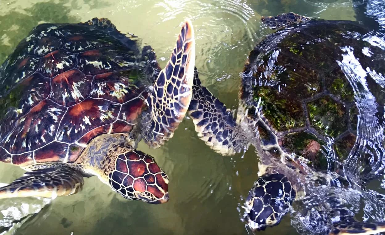 KOSGODA Turtle Conservation and Research Centre bg image