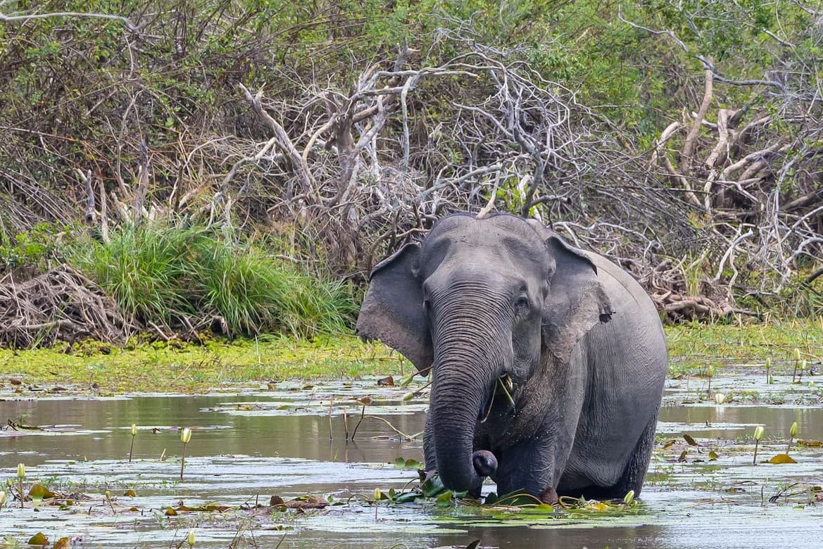 Kumana National Park-image