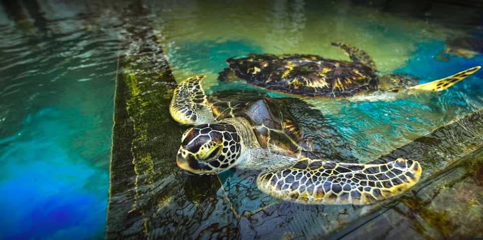 Sea Turtle Hatchery-image
