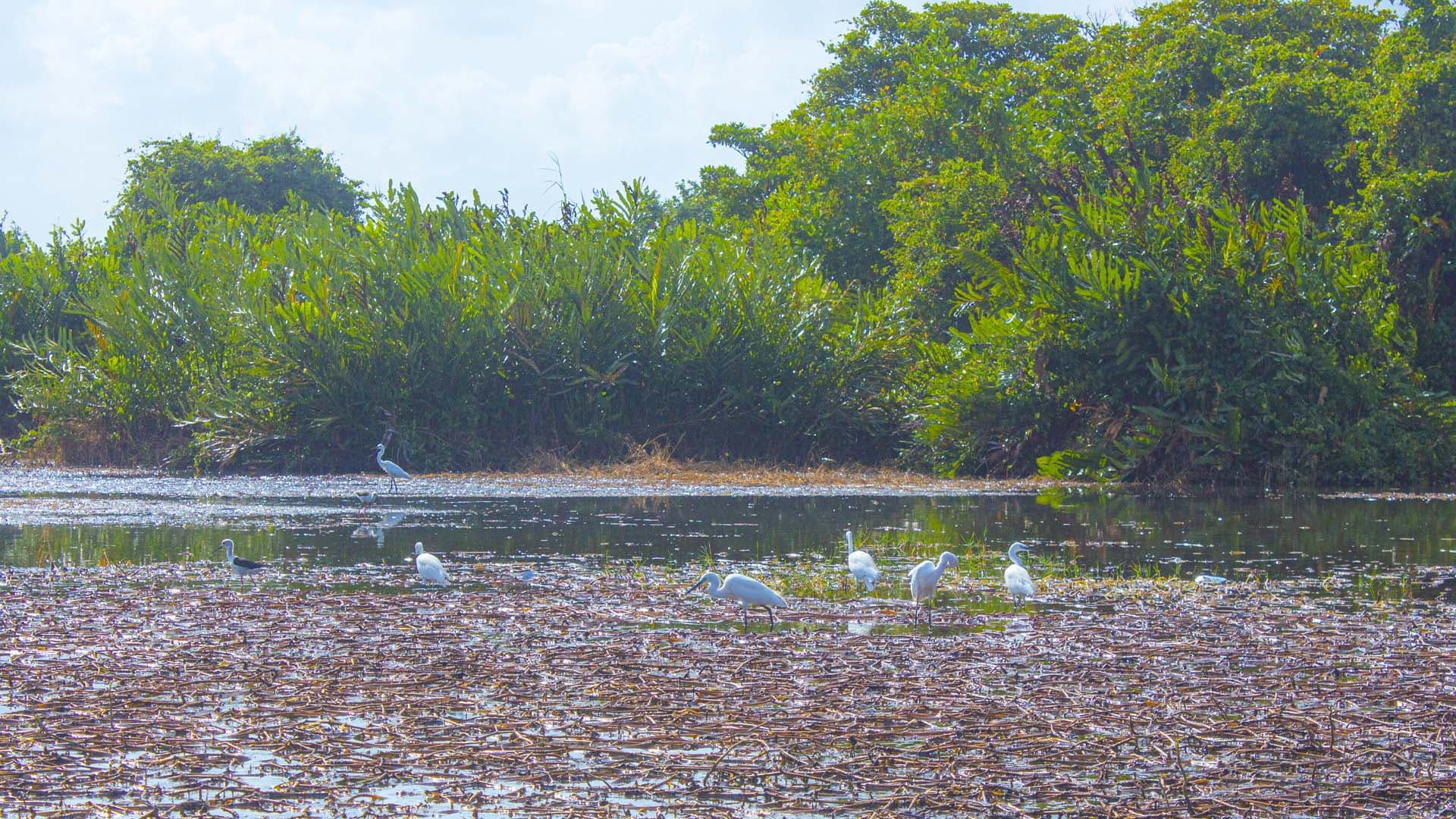 Muthurajawela Wetlands & Sanctuary bg image