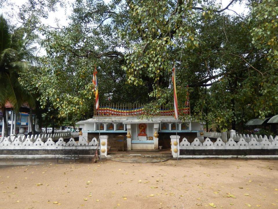 Historical Bodhi Tree-image